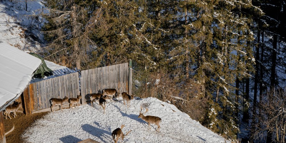 winter-puitalm-puit-9